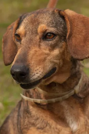 Cachorro raça SRD idade 3 anos nome ANGELA