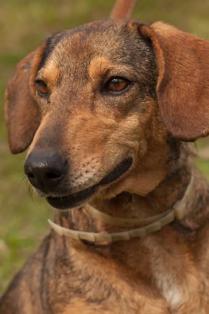 Cachorro ra a SRD idade 3 anos nome ANGELA