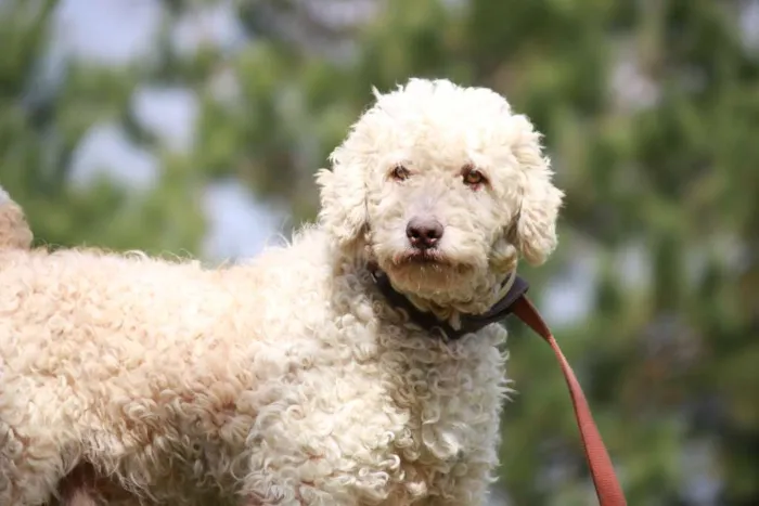 Cachorro ra a Poodle idade 3 anos nome KADU