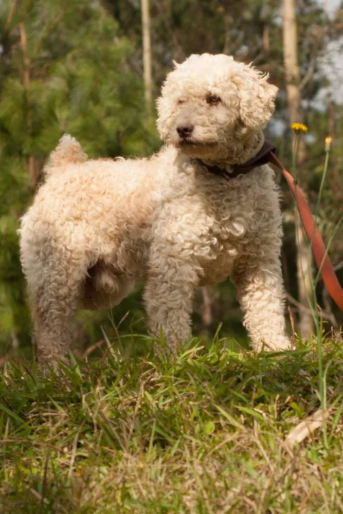 Cachorro ra a Poodle idade 3 anos nome KADU