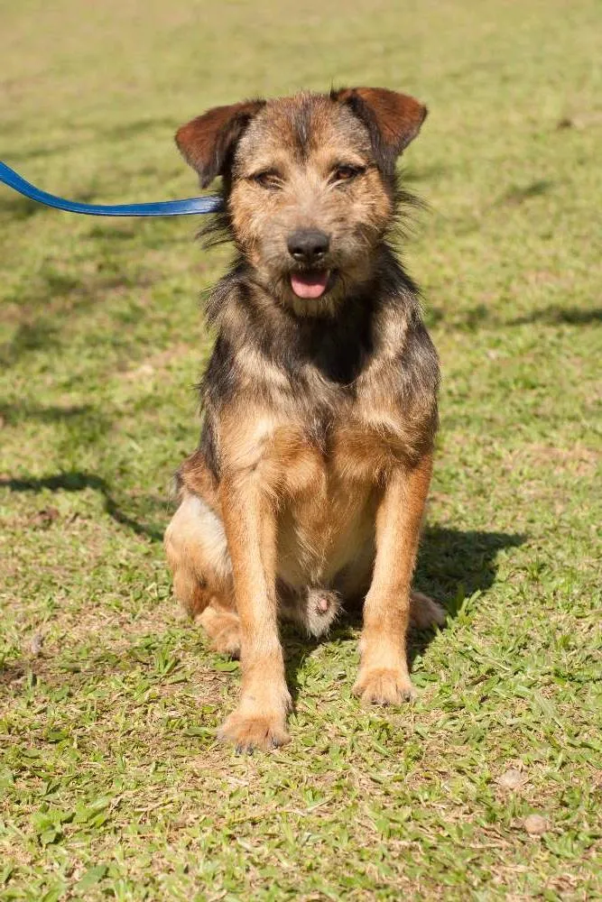Cachorro ra a SRD idade 3 anos nome MORO