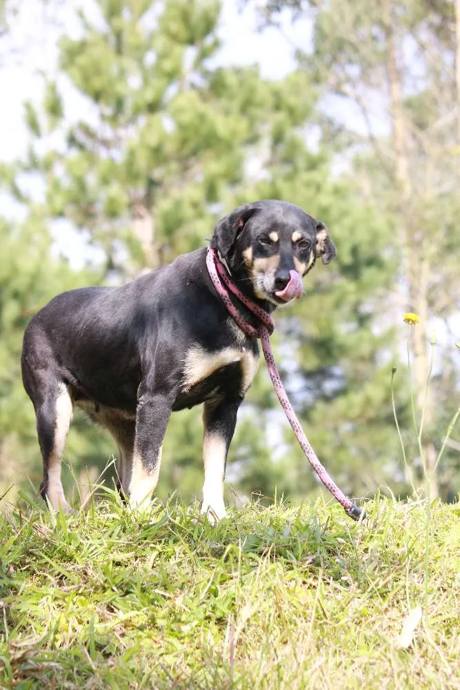 Cachorro ra a SRD idade 5 anos nome MAGALI
