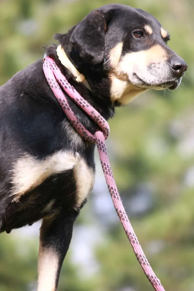 Cachorro ra a SRD idade 5 anos nome MAGALI