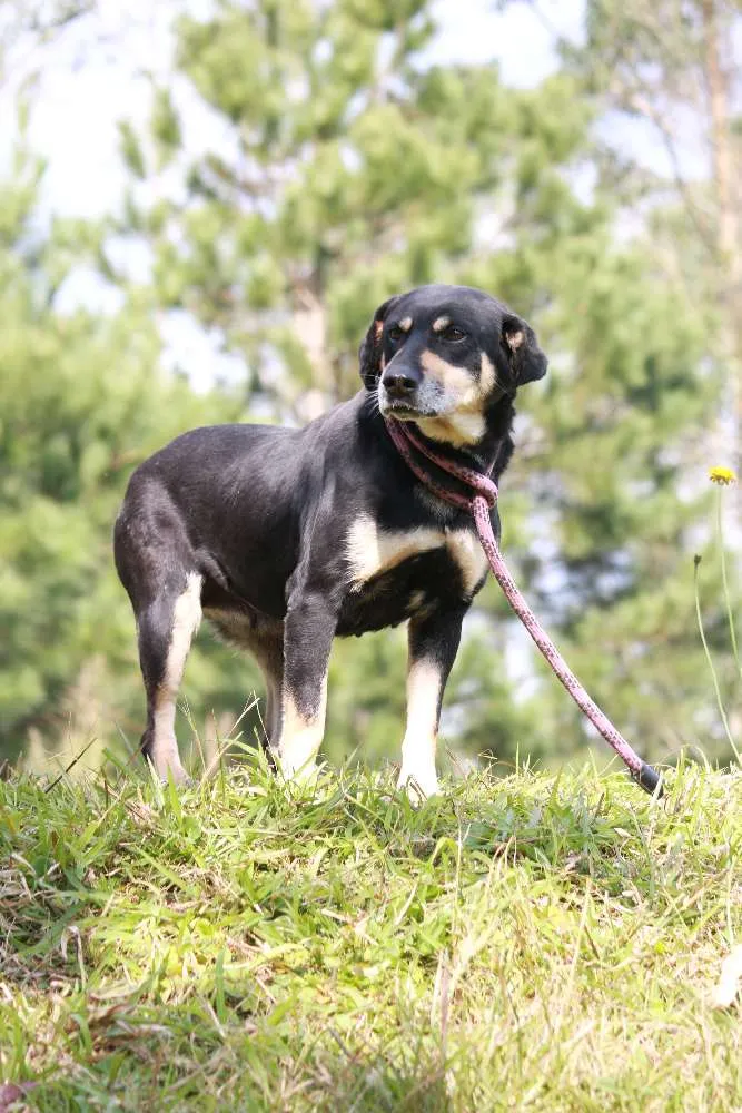 Cachorro ra a SRD idade 5 anos nome MAGALI