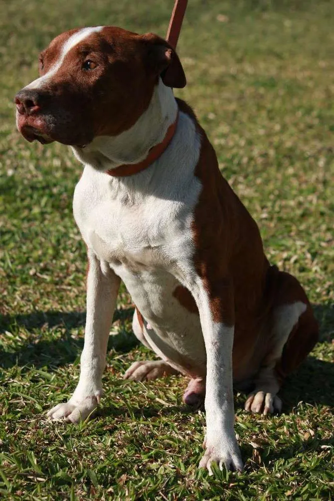 Cachorro ra a MEST PIT BULL idade 4 anos nome JANJÃO