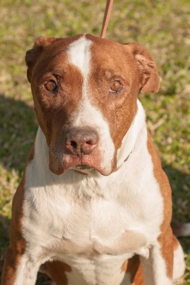 Cachorro ra a MEST PIT BULL idade 4 anos nome JANJÃO