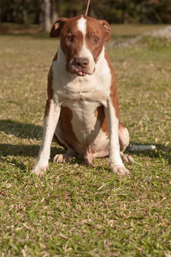 Cachorro ra a MEST PIT BULL idade 4 anos nome JANJÃO