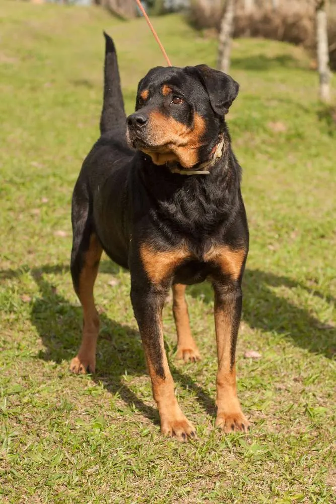 Cachorro ra a Rottweiler idade 5 anos nome KENAI