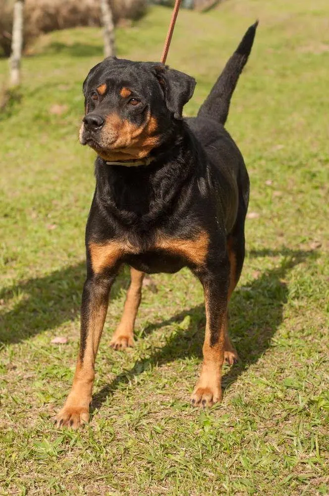 Cachorro ra a Rottweiler idade 5 anos nome KENAI