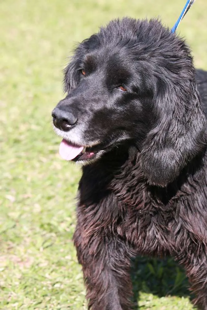Cachorro ra a COOCKER idade 5 anos nome SAM