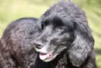 SAM