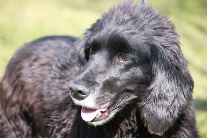 Cachorro ra a COOCKER idade 5 anos nome SAM