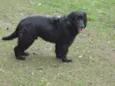 SAM