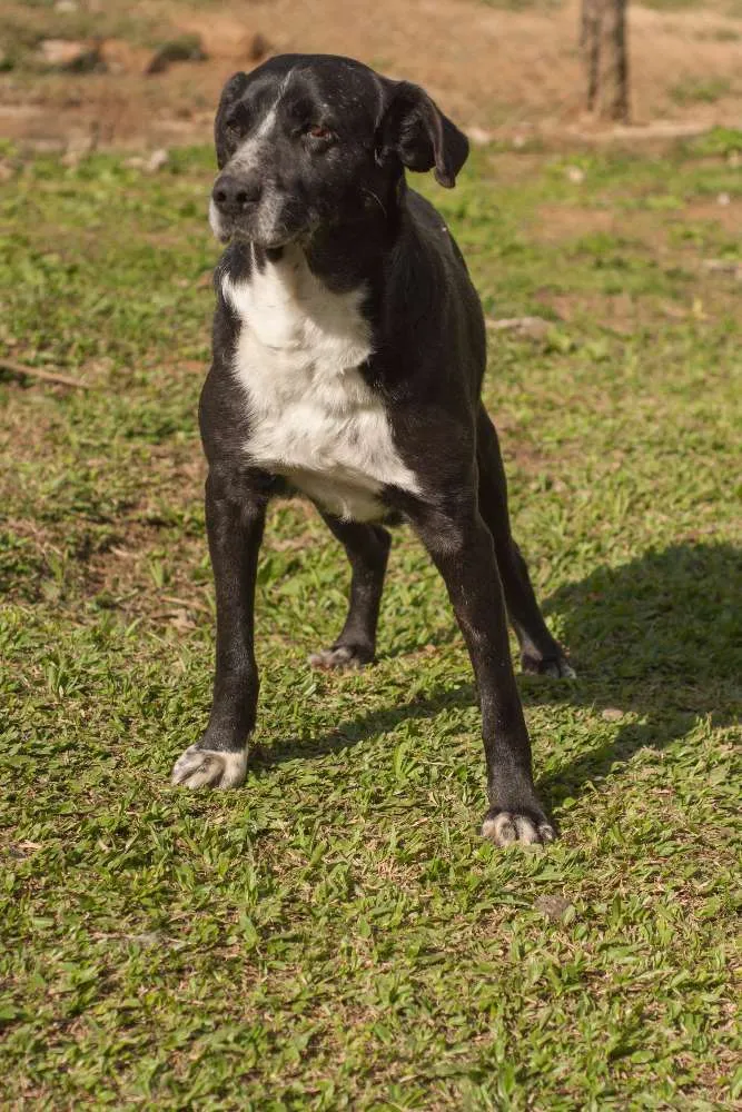 Cachorro ra a RSD idade 6 ou mais anos nome RICK