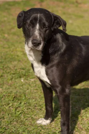Cachorro raça RSD idade 6 ou mais anos nome RICK
