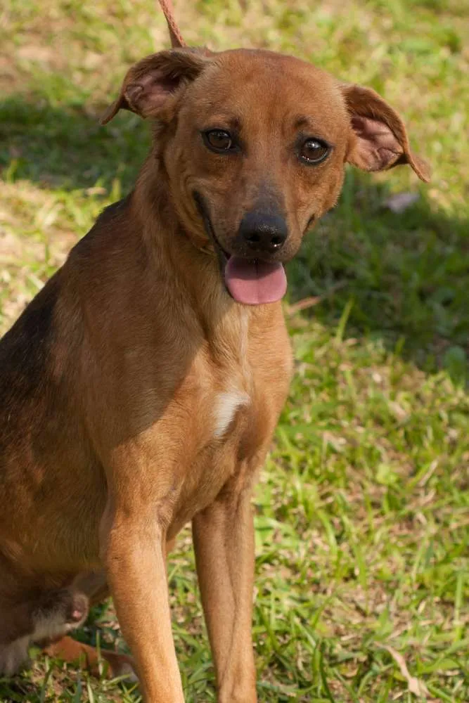 Cachorro ra a SRD idade 4 anos nome TINHO