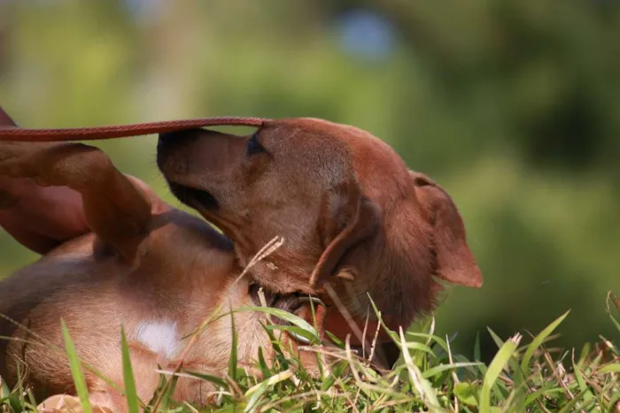 Cachorro ra a SRD idade 4 anos nome TINHO