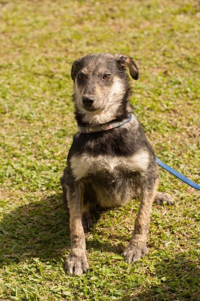 Cachorro ra a SRD idade 2 anos nome SISSI
