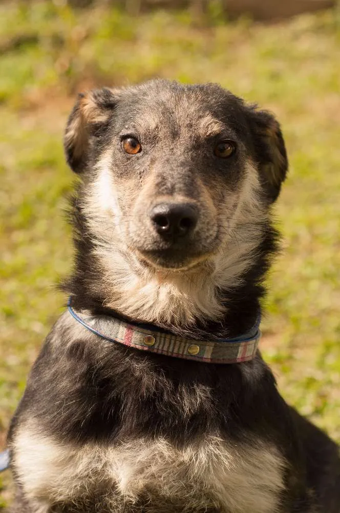 Cachorro ra a SRD idade 2 anos nome SISSI