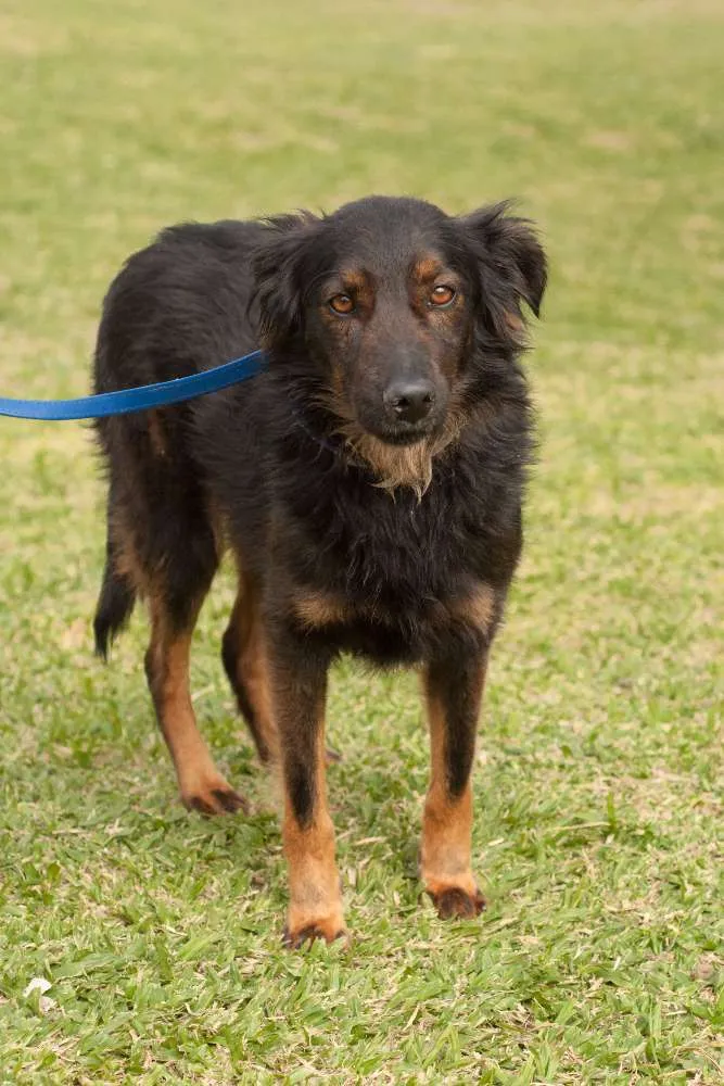 Cachorro ra a SRD idade 3 anos nome SILAS