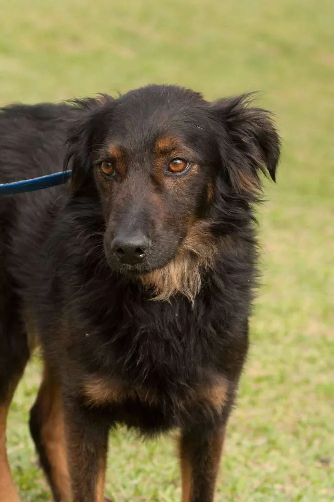 Cachorro ra a SRD idade 3 anos nome SILAS