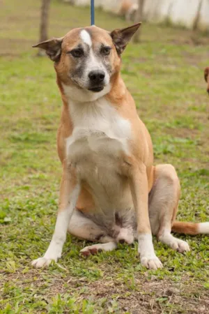 Cachorro raça SRD idade 3 anos nome LELO