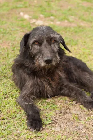 Cachorro raça SRD idade 3 anos nome PIMPÃO