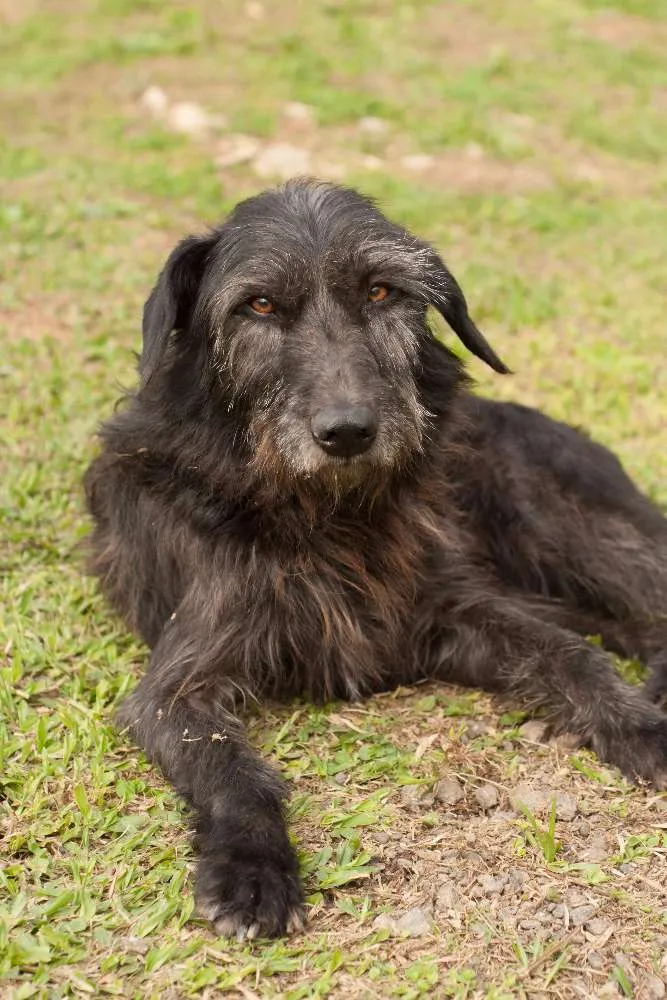 Cachorro ra a SRD idade 3 anos nome PIMPÃO