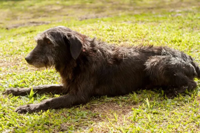 Cachorro ra a SRD idade 3 anos nome PIMPÃO