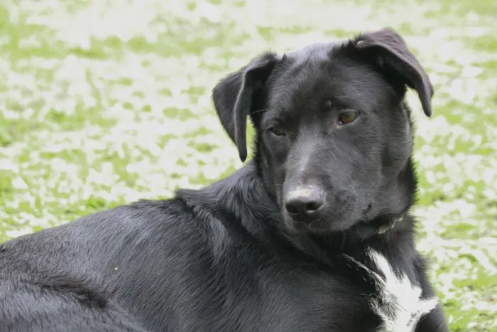Cachorro ra a SRD idade 1 ano nome CORAGEM