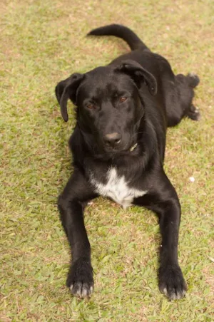 Cachorro raça SRD idade 1 ano nome CORAGEM