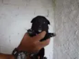 LUIZINHO