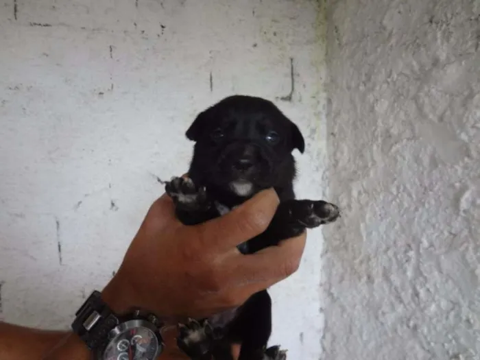 Cachorro ra a SRD idade Abaixo de 2 meses nome LUIZINHO
