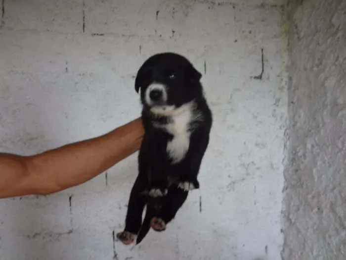 Cachorro ra a SRD idade Abaixo de 2 meses nome ZEZINHO