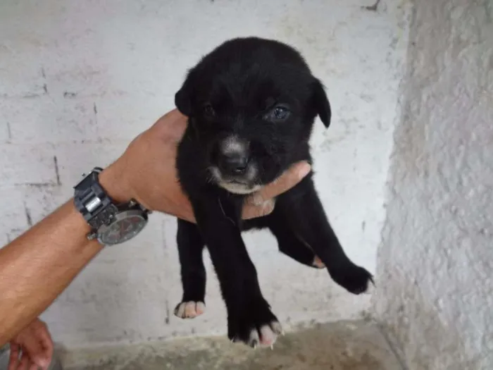 Cachorro ra a SRD idade Abaixo de 2 meses nome HUGUINHO