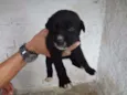 HUGUINHO