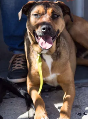 Cachorro raça SRD idade 2 anos nome Átila