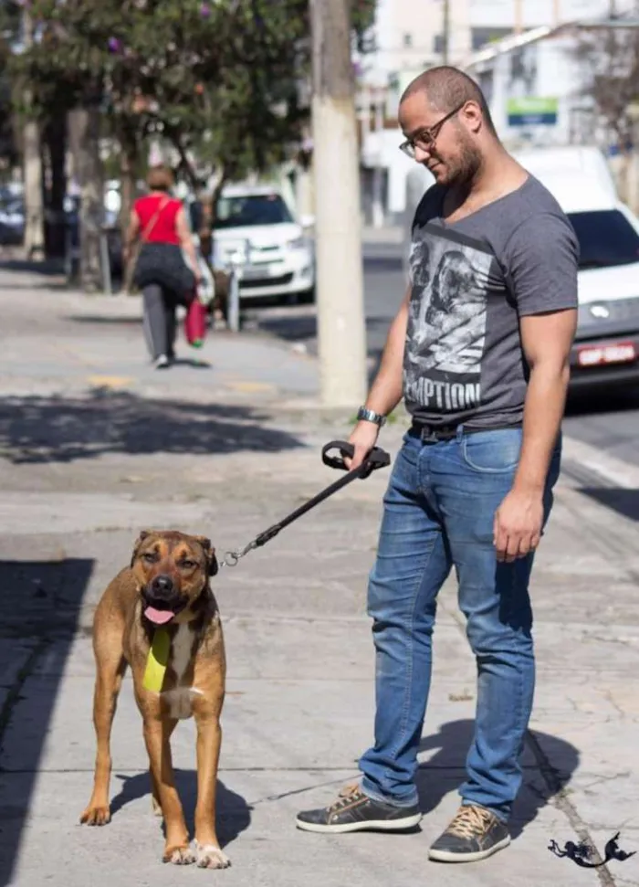 Cachorro ra a SRD idade 2 anos nome Átila