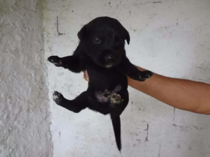 Cachorro ra a SRD idade Abaixo de 2 meses nome HELINHO