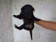 HELINHO