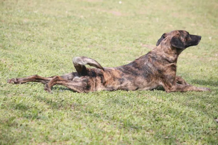 Cachorro ra a SRD idade 2 anos nome JACO