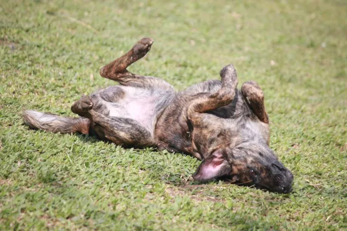 Cachorro ra a SRD idade 2 anos nome JACO
