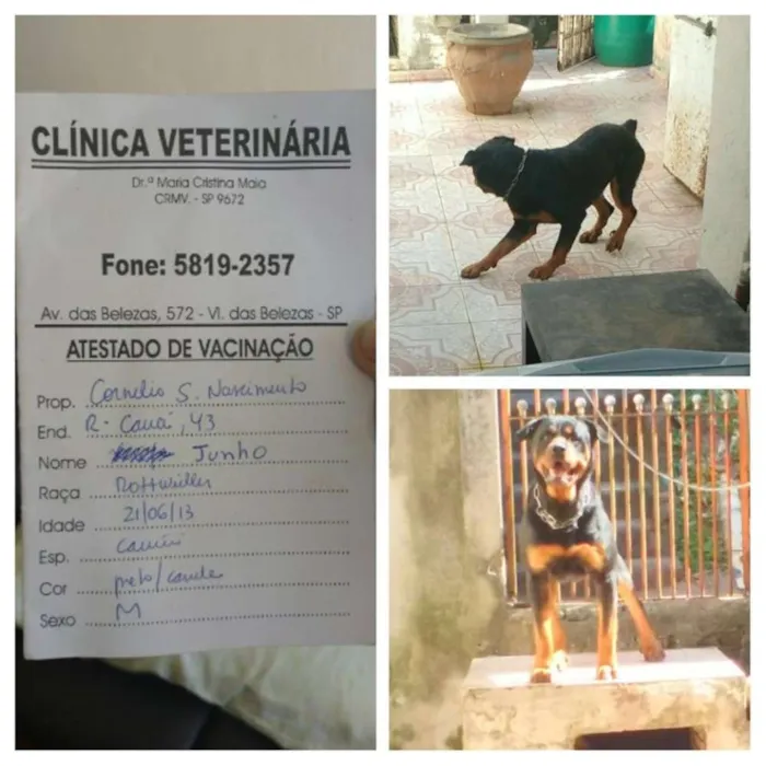 Cachorro ra a Rottweiler idade 3 anos nome Júnior