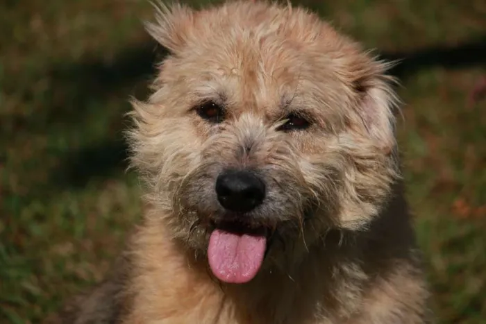 Cachorro ra a CHIP DOG idade 4 anos nome CRIS
