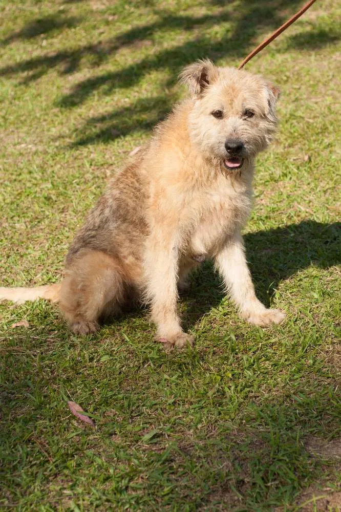Cachorro ra a CHIP DOG idade 4 anos nome CRIS
