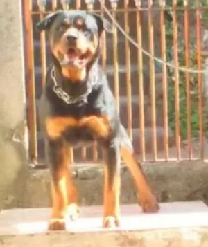 Cachorro raça Rottweiler idade 3 anos nome Júnior