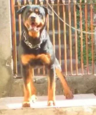 Cachorro ra a Rottweiler idade 3 anos nome Júnior