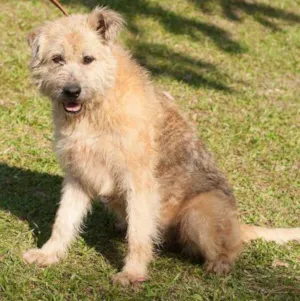 Cachorro raça CHIP DOG idade 4 anos nome CRIS