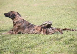 Cachorro raça SRD idade 2 anos nome JACO
