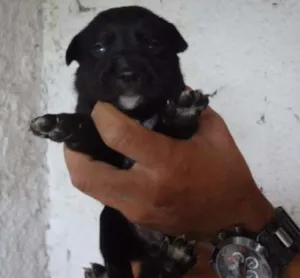 Cachorro raça SRD idade Abaixo de 2 meses nome DUDUZINHO
